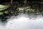 《烟雨相思落满城》作者‖飘  主播‖甜歌姐姐