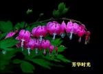 🍒外孙金榜题名—恭贺陶增瓶守望圆梦‖诗/原金荣