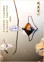 《残荷》作者: 闫明辉【诵读:金牌主播 李秀波】【华人诗者联盟】[诗者★雅声]总第二百六十九期♬ 
