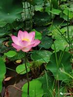 【都市头条向幸福出发编辑部】第1286期《观雨荷》作者程相杰