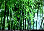 竹韵    文/海青     主播/小桥流水
