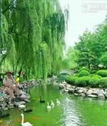 涡河秋景        文／刘景颜