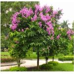 郑辰良《紫薇花诗二首》诵/明月清风