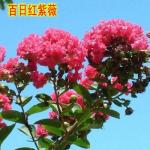 郑辰良《紫薇花诗二首》诵/明月清风