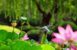 【明心文学】邢志坚•荷（组诗）主播•赵淑芹