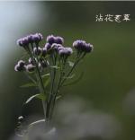 ［每日一诗］沾花惹草//文/北山虎（河北唐山）