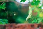 袁兆姝老师诗词专辑