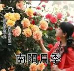欧阳如一《南阳月季》8 前后两次来南阳   播/玉华