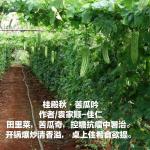 菜诗读一读，百岁不言老【爱上诗文化传媒】 袁家顺·素食（蔬菜）诗词第一部分