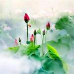 【明心文学】诗词六首 作者/自由雅遇  主播/赵淑芹