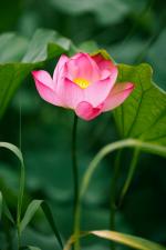 林枫朗诵【读一朵花开】作者/六月荷   音频合成/京果