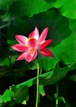 林枫朗诵【读一朵花开】作者/六月荷   音频合成/京果