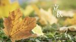 七律·初秋（外二首） 文/田开泉