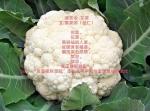 菜诗读一读，百岁不言老【爱上诗文化传媒】袁家顺（佳仁）的素食（蔬菜）诗词第二部分