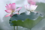 梦彩虹女士中元节诗词二章｜中国桂林都市诗社777期