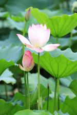 七绝·题荷塘新照（新韵·2首）（顶针格）文／坦然（谭明轩）