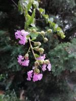 七绝·秋风细雨 （ 平水韵 ）             藏头诗      作者  