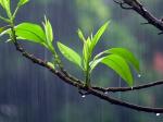 玫瑰伊人朗诵【绵绵的秋雨】作者/刘伙力