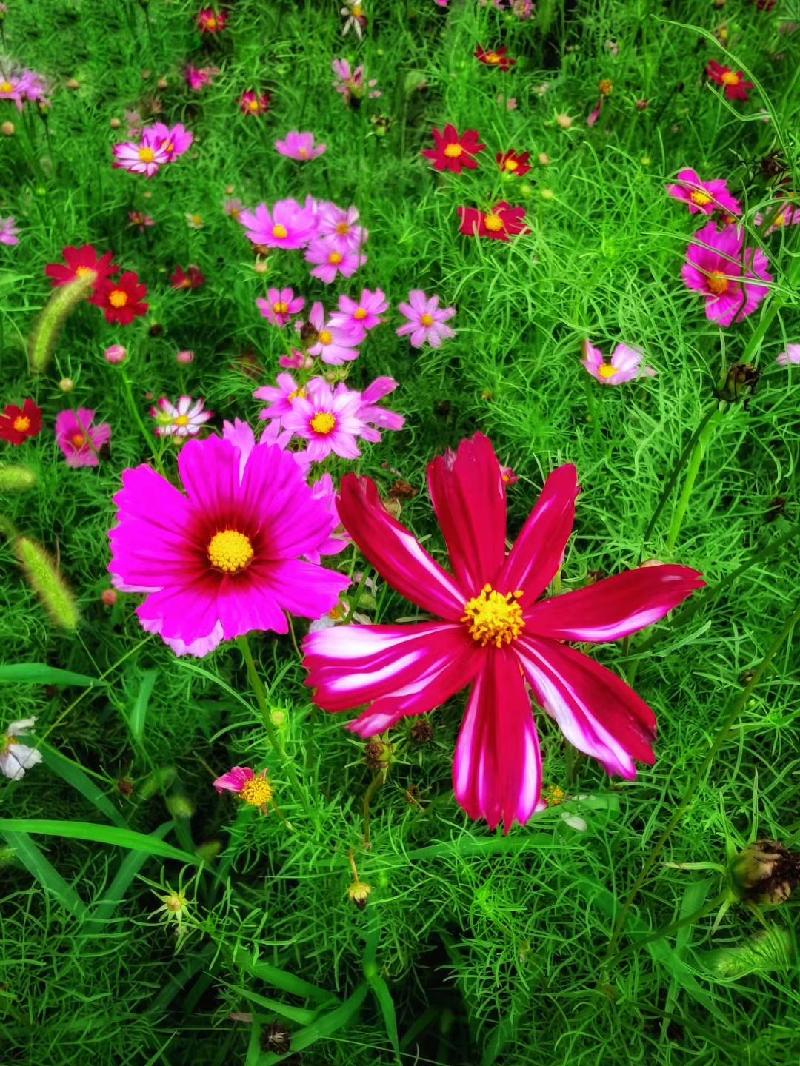 mmexport1594482700406.