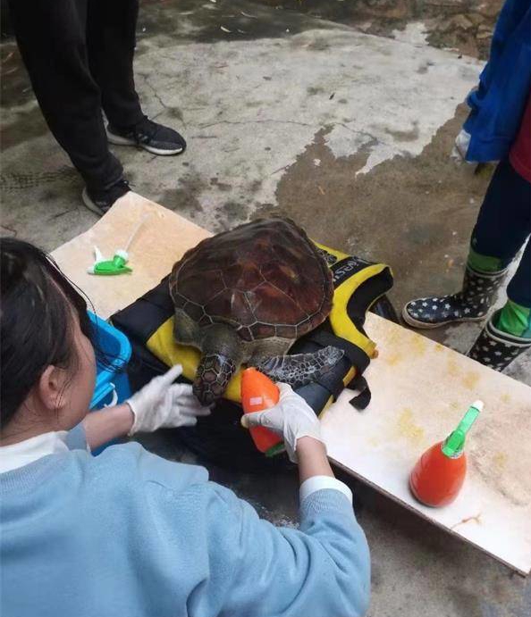 海口警民携手救助受伤海龟"十三麟"
