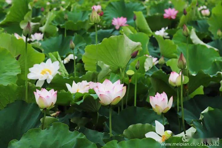 中国白莲之乡 的荷花开了,我涉水而来,只为 荷 你相约