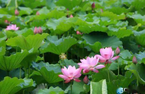 6月荷花盛开,九江人可到这里赏荷,最佳观赏时间