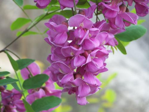 妩媚的紫色洋槐花〔散文〕文/王世杰(陕西延安)