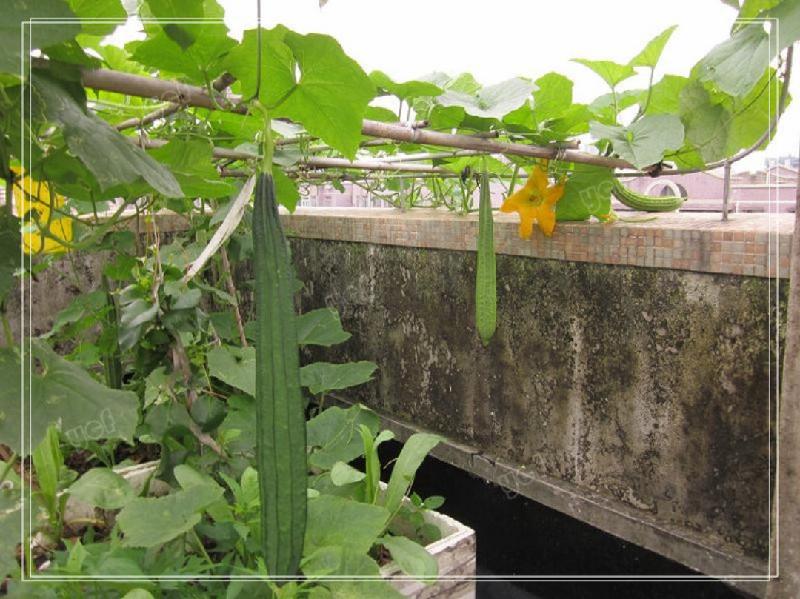 八月 东流珠江/文   墙头上 阳光和丝瓜藤 交错纠结 黄蜂和花翅膀的