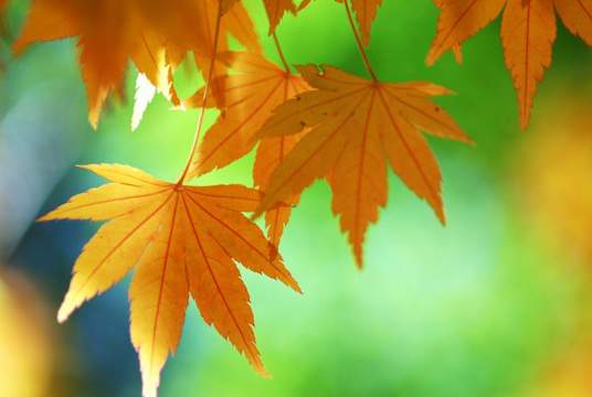 【新秋】焦作市诗词学会红叶诗社同题专辑(26)(图2)