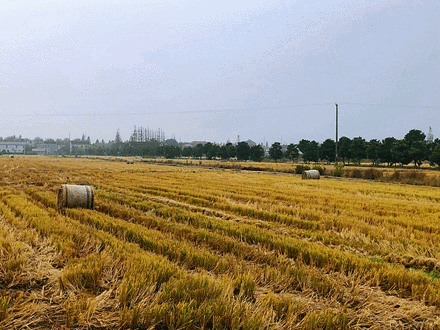 种子播下, 土地就是我根的食粮 下田了, 夏天来啦, 在希望的田野耕耘
