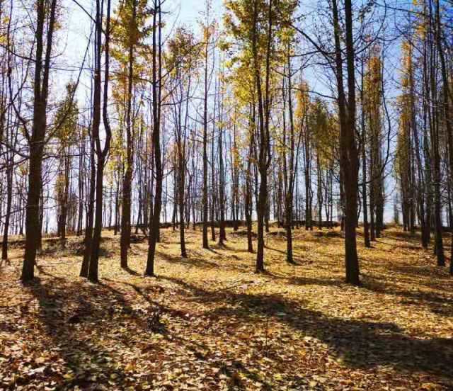 mmexport1571223306421