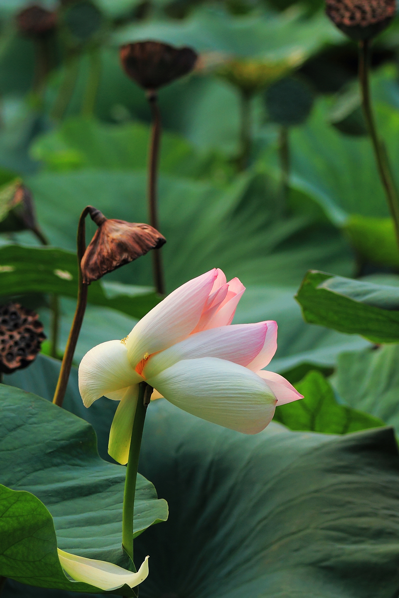 秋荷 文/静思(山西)