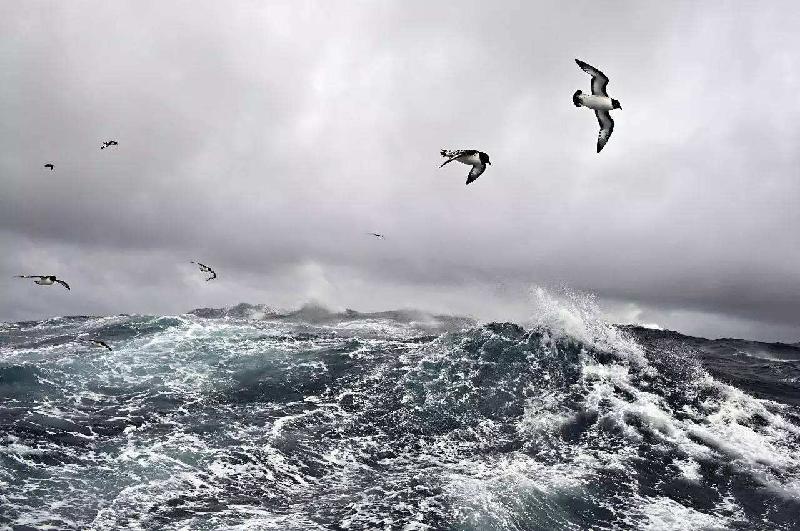 海鸥在暴风雨来临之前呻吟着,——呻吟着,它们在大海上飞窜,想把自己