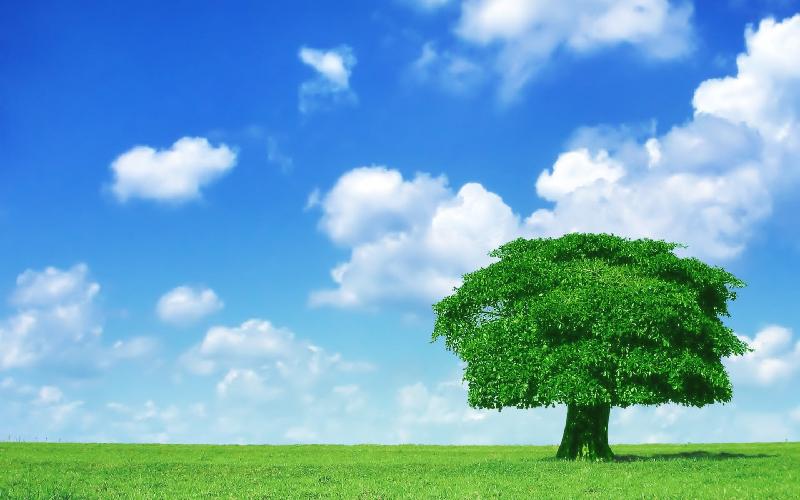 【西部风微刊】推荐屈宏兴诗歌:一棵树(外二首)