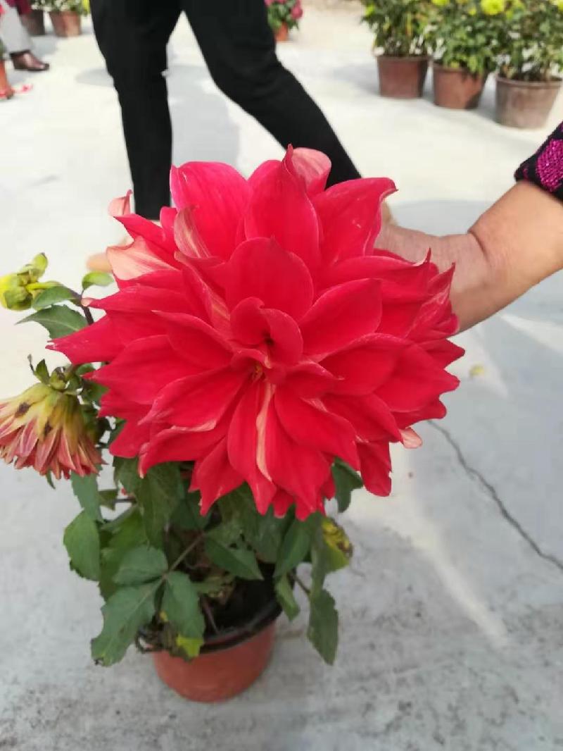 mmexport1572701389879