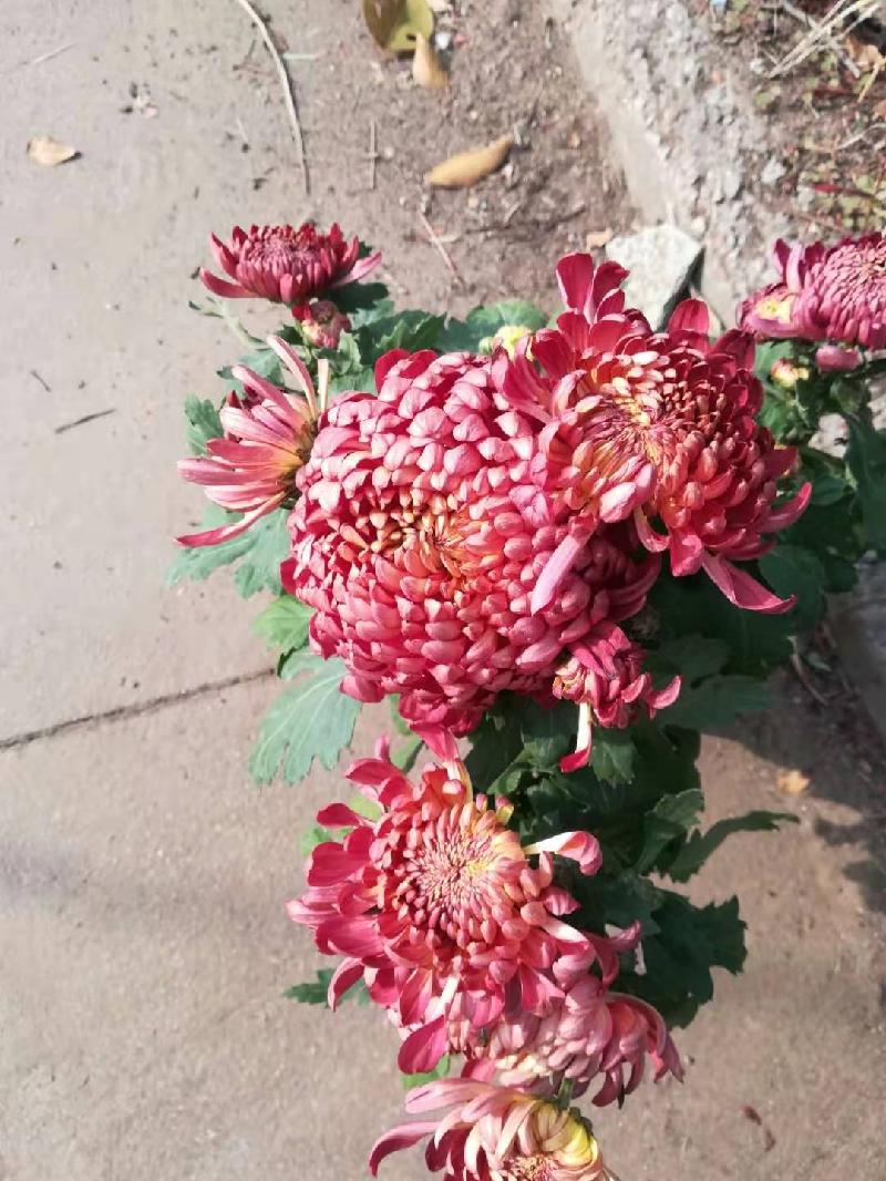 mmexport1572701393569