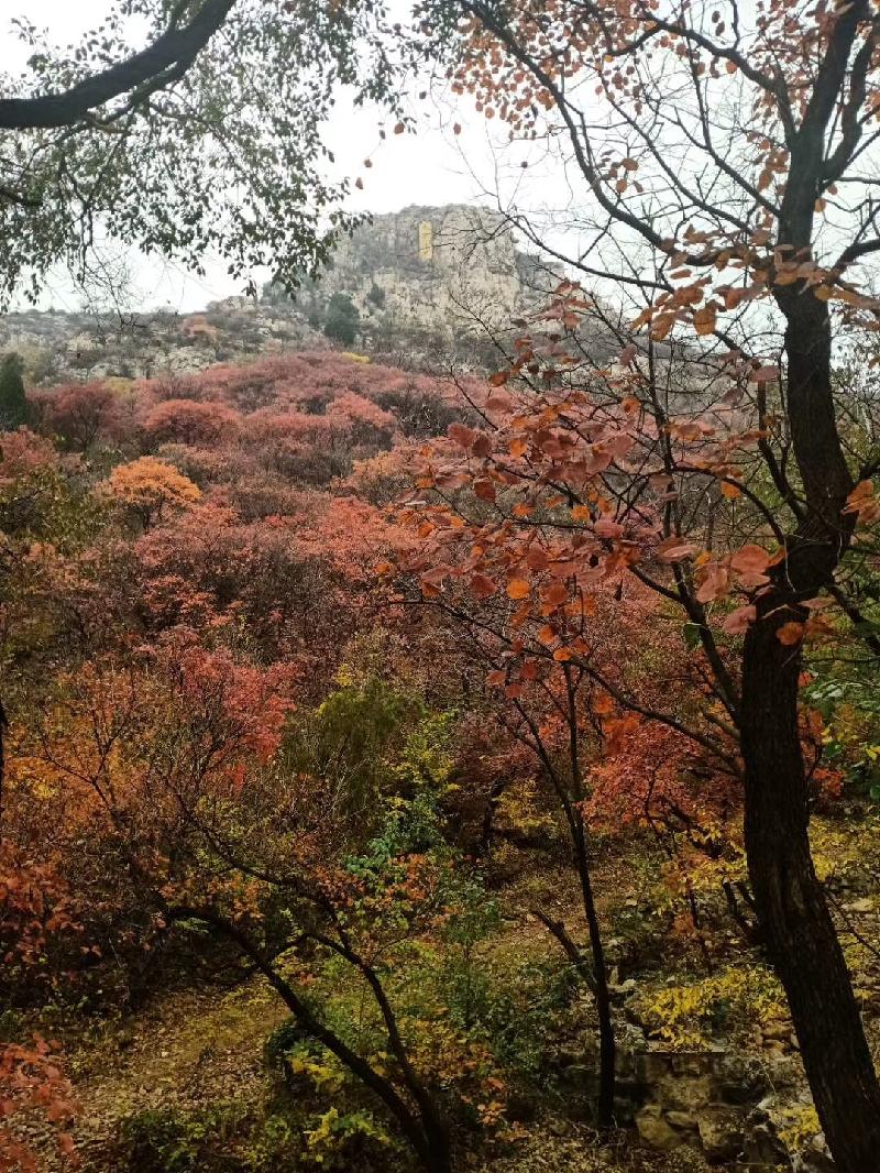 mmexport1572787803112