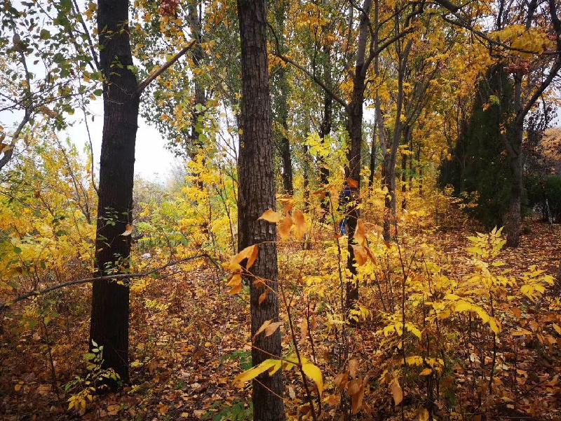 mmexport1572787648271