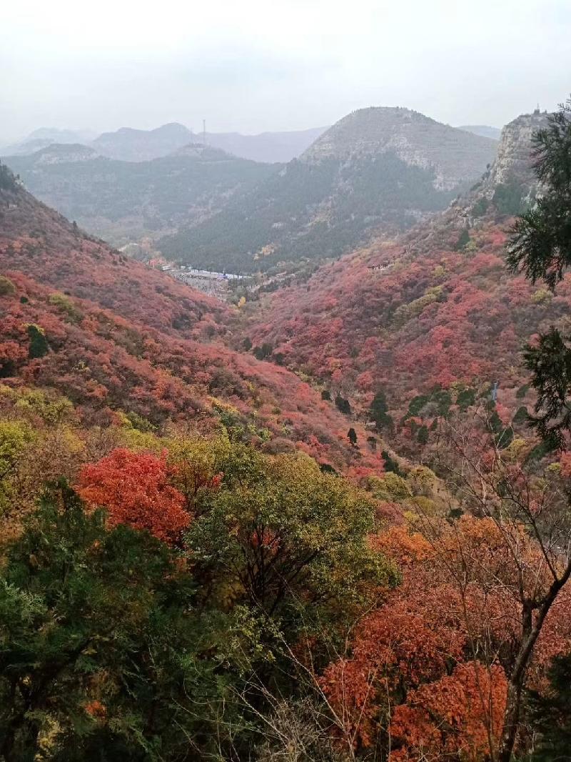 mmexport1572787831232