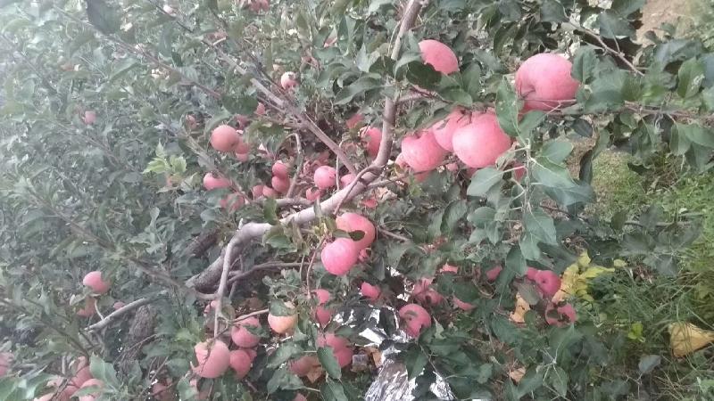 mmexport1572818778288