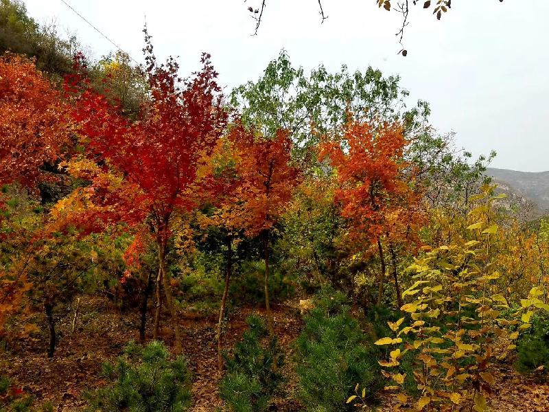 mmexport1572668932548