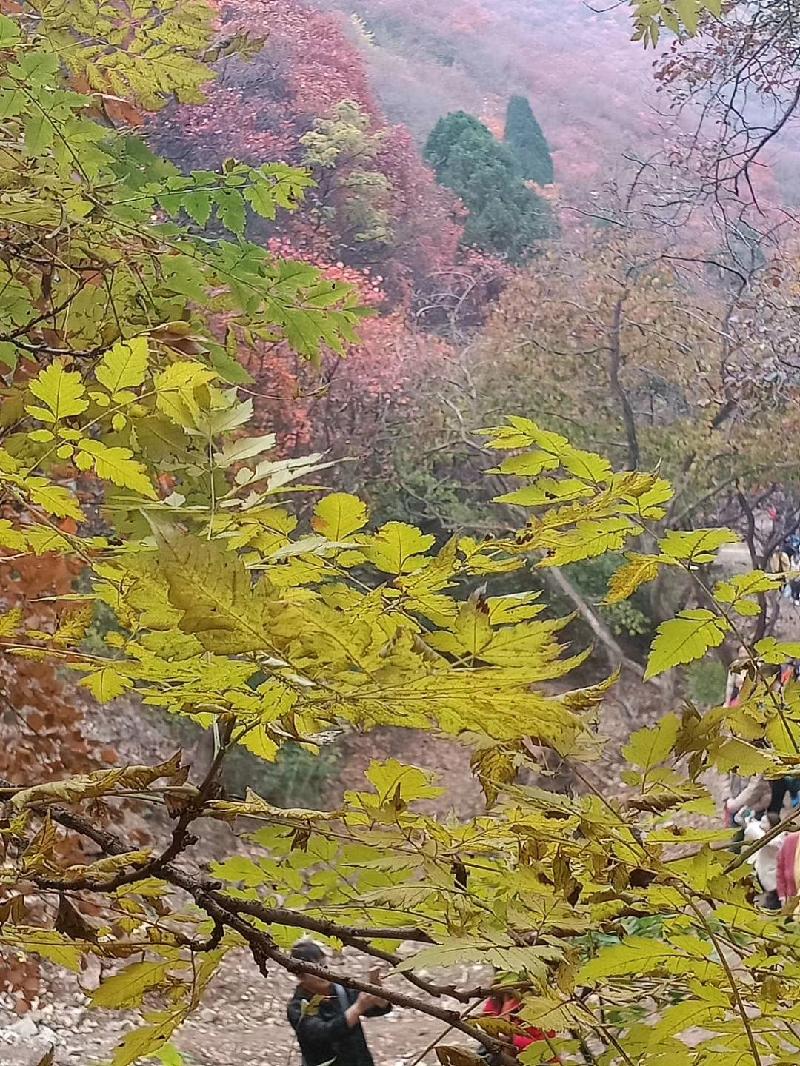 mmexport1572787823996