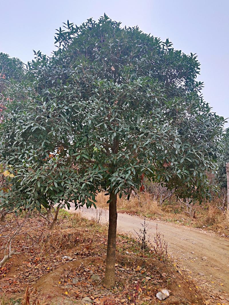 IMG_20191127_145244_mh1574947078335