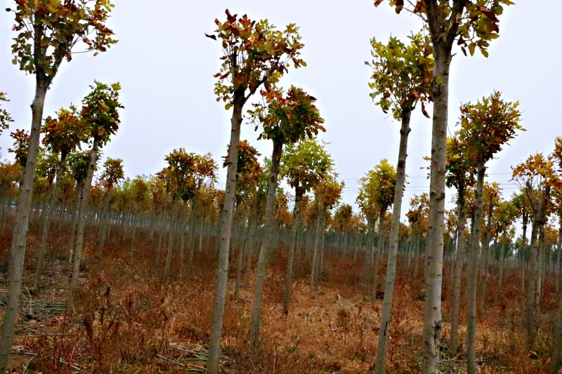 mmexport1574946873789_mh1574947054741