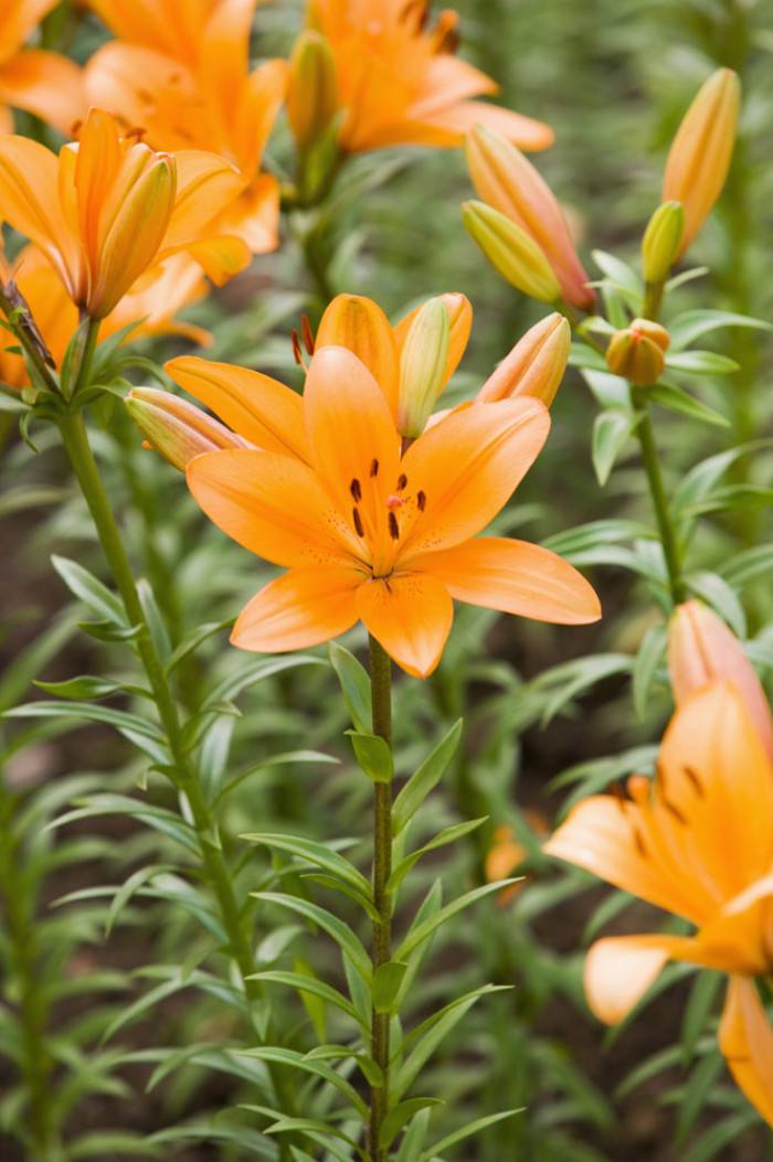 六瓣花上寻流年 文‖刘克菊