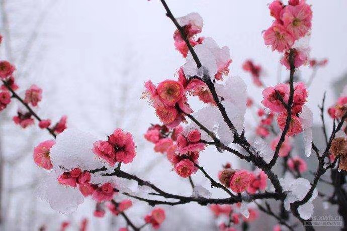 七绝· 梅雪之恋 文/武庆森