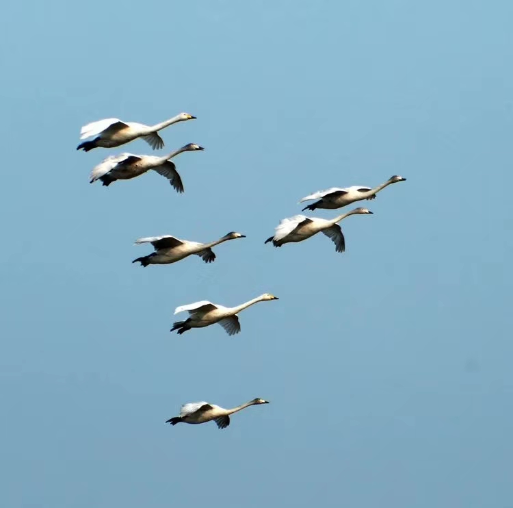 mmexport1575972695018