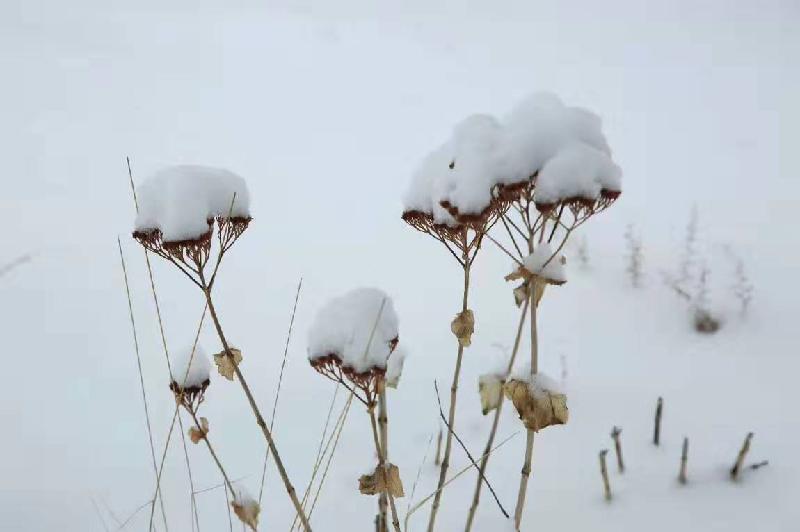 雪花飘来 文/兰兰(内蒙古)