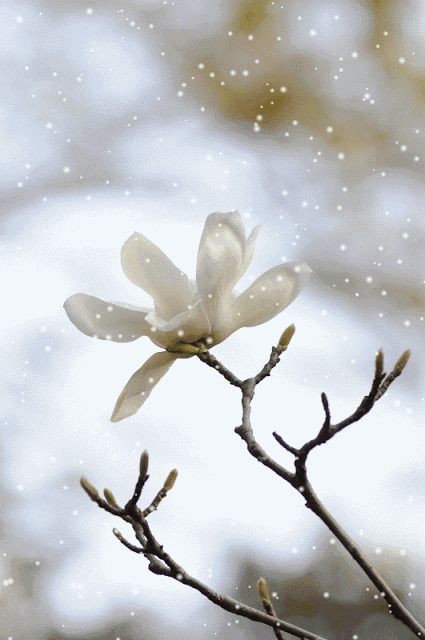 425_640竖版 竖屏gif 动态图 动图