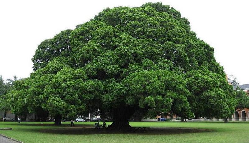 捐出双眼的人(11章): 黄海(11岁)海外头条||世界诗会荷兰总社